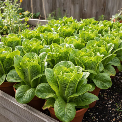 Lettuce Little Gem Seeds for Home Garden