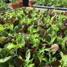 Salad Leaves Mesclun Mixed Seeds