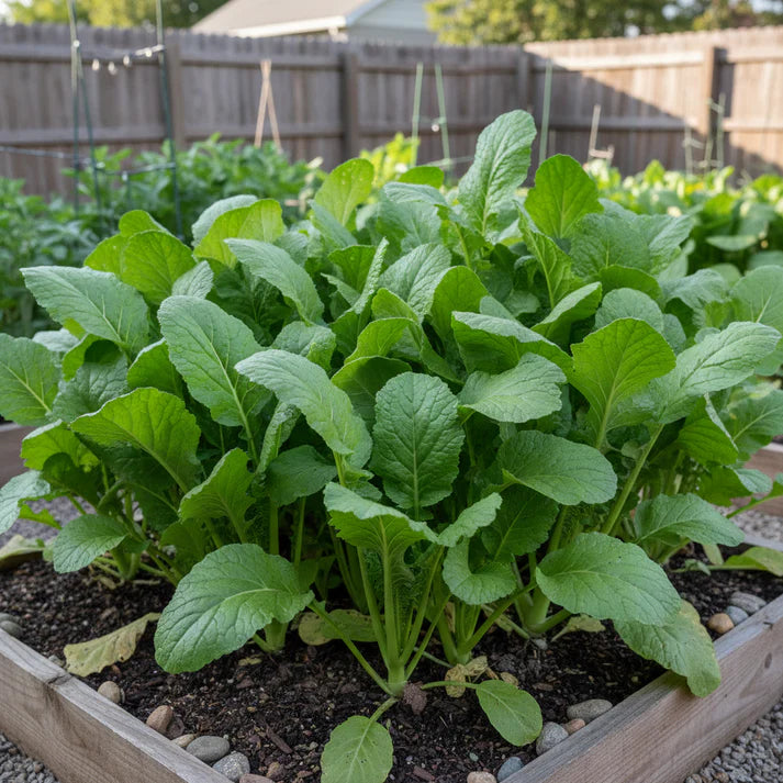 Golden Harvest Mustard Green Seeds for Planting – Leafy Greens for Home Gardens