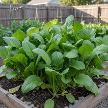 Golden Harvest Mustard Green Seeds for Planting – Leafy Greens for Home Gardens