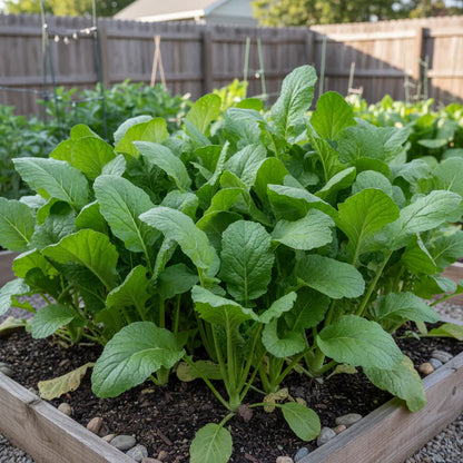 Golden Harvest Mustard Green Seeds for Planting – Leafy Greens for Home Gardens