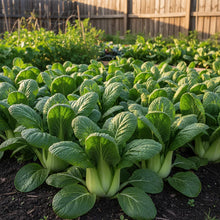 Pak Choi Goku F1 Seeds for Home Garden