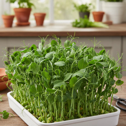 Pea Shoots Seeds for Home Garden