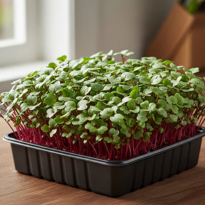 Radish Sango Red Microgreen Seeds