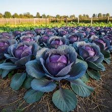 Red Cabbage Seeds for Home Garden