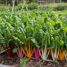 Organic Swiss Chard Rainbow Mix Seeds for Planting – Colorful Leafy Greens for Home Gardens