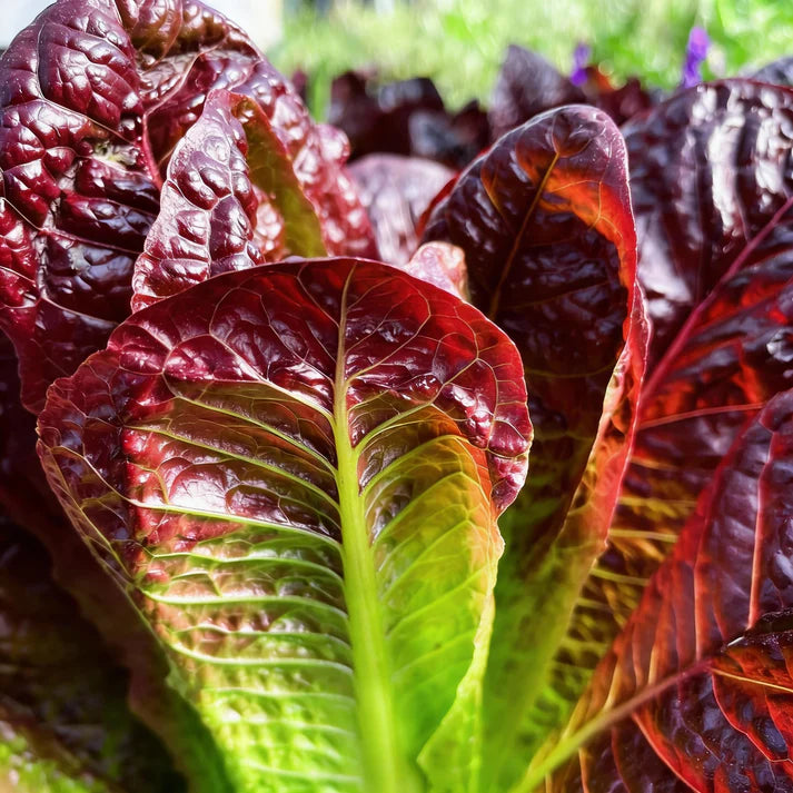 Red Romaine Lettuce Seeds for Home Garden