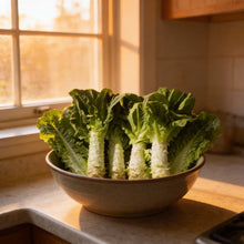 Organic Celtuce Stem Lettuce Seeds for Home Garden