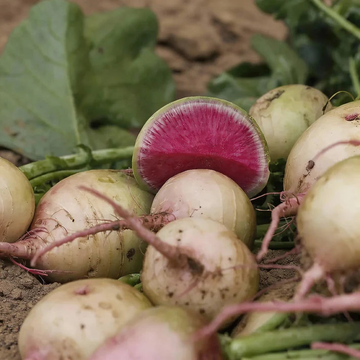Watermelon Radish Seeds – Heirloom Garden Radish Variety