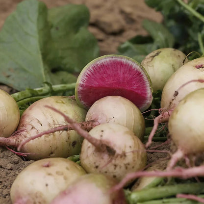 Watermelon Radish Seeds – Heirloom Garden Radish Variety
