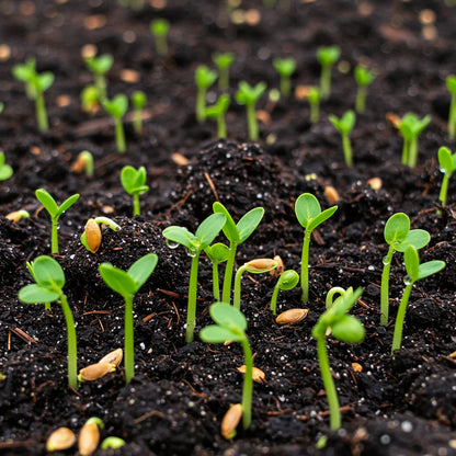 Gladiator F1 Parsnip Vegetable Seeds for Planting