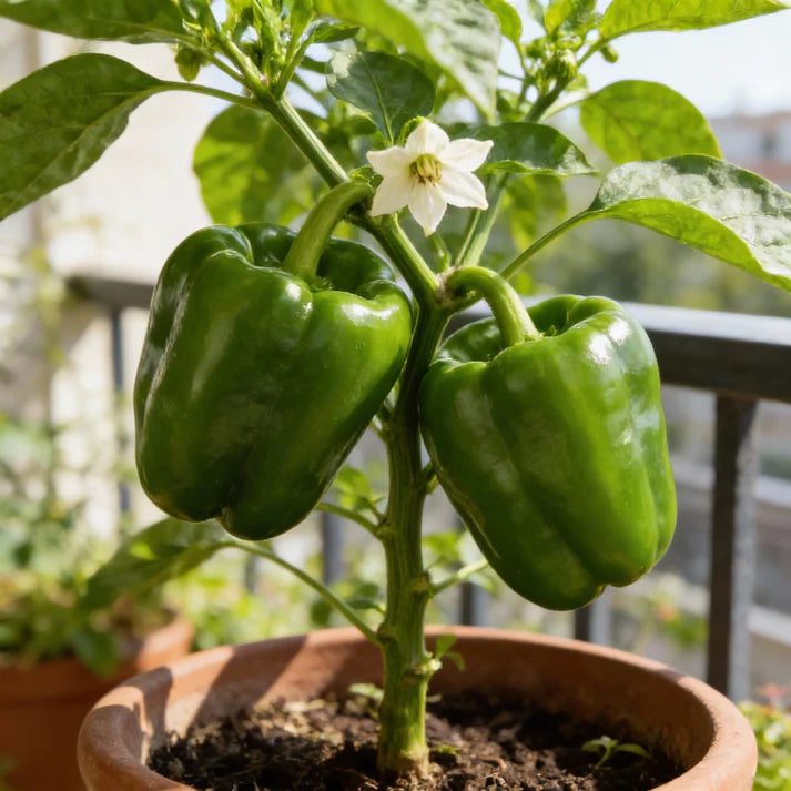 Green Giant Bell Pepper Seeds – Bell Pepper Seeds for Home Garden