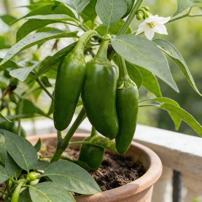 Chilli Jalapeno Seeds for Planting