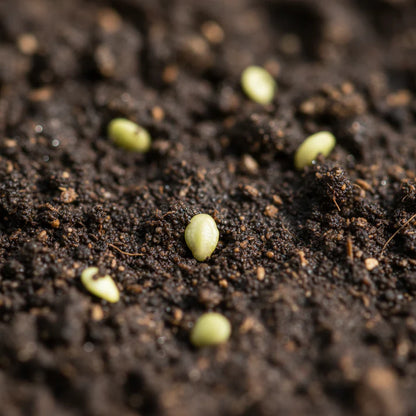 Chilli Jalapeno Seeds for Planting
