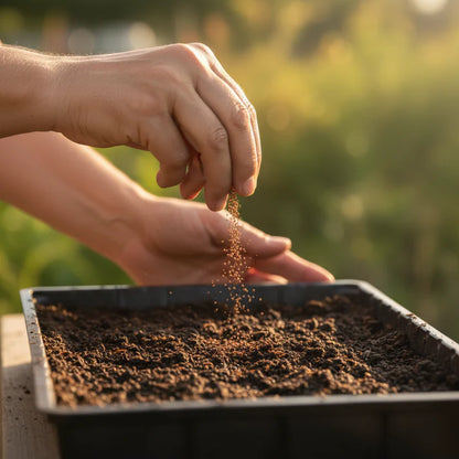 Amaranth Red Garnet Seeds for Home Garden