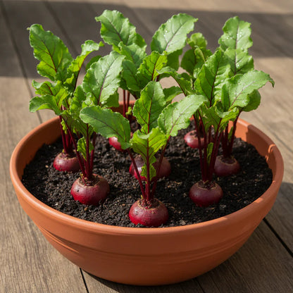 Chioggia Beetroot Seeds – Heirloom Beet Garden Seeds