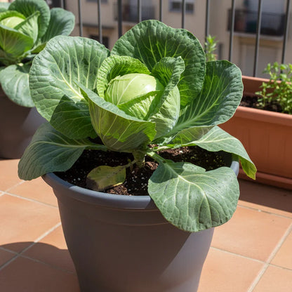 Duncan F1 Cabbage Hybrid Seeds