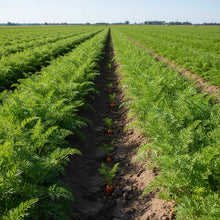 Scarlet Nantes Carrot Seeds Sweet Crisp Home Garden Variety