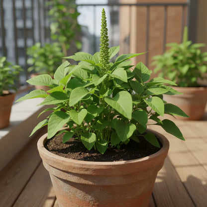 Amaranth Heirloom Mix Vegetable Seeds for Planting