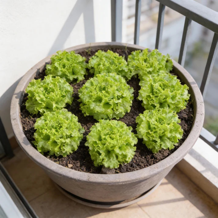 Tripoli Lettuce Seeds for Home Garden