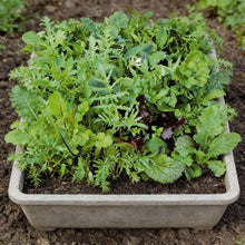 Mixed Oriental Leaves Seeds for Home Garden