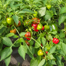 Pepper Nosegay Seeds – Pepper Seeds for Home Garden