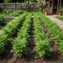 Rainbow Heirloom Carrot Seeds – Colorful Root Vegetable Garden Seeds
