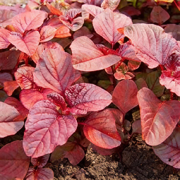 Amaranth Heirloom Mix Vegetable Seeds for Planting