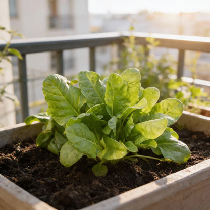 Indian Summer Spinach Seeds for Home Garden