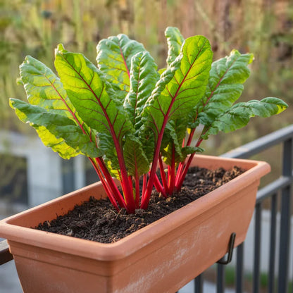 Glaskins Perpetual Rhubarb Seeds