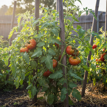 Tigerella Tomato Seeds – Heirloom Striped Tomato Seeds for Home Garden