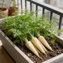 Hamburg Parsley Vegetable Seeds for Planting