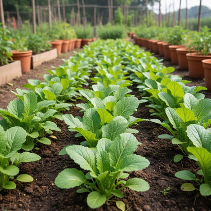 Yellow Mustard Seeds for Planting