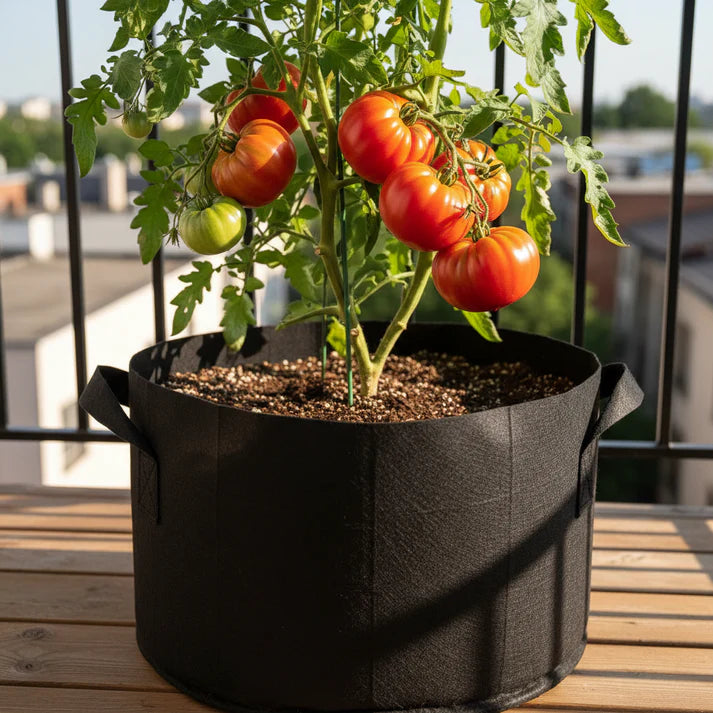 Heirloom Tomato Seeds – Heirloom Tomato Seeds for Home Garden
