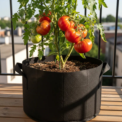 Heirloom Tomato Seeds – Heirloom Tomato Seeds for Home Garden