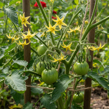 Green Zebra Tomato Seeds – Heirloom Striped Tomato Seeds for Home Garden