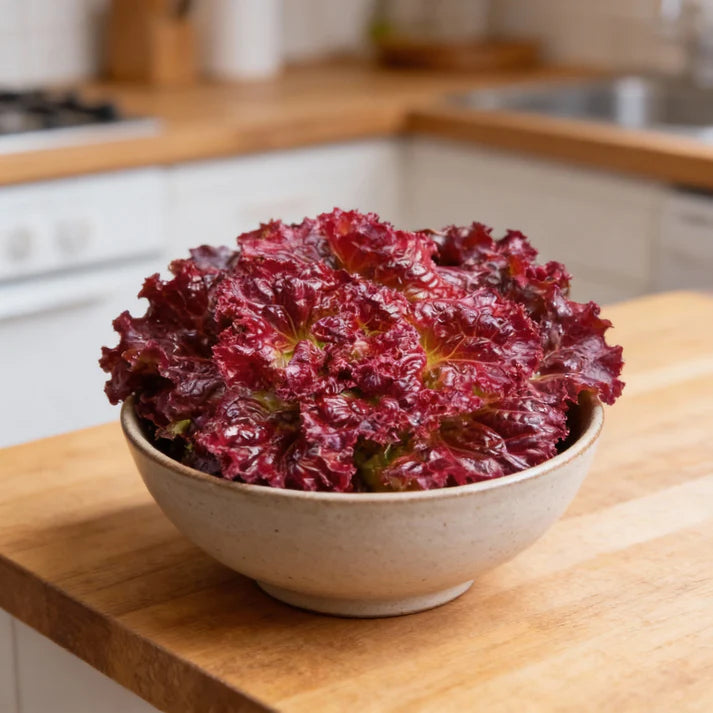Red Velvet Lettuce Seeds for Home Gardens