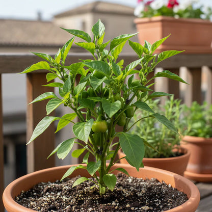 Orange Sweet Pepper Seeds for Garden Planting