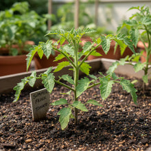 Summer Frolic Tomato Seeds for Garden Planting