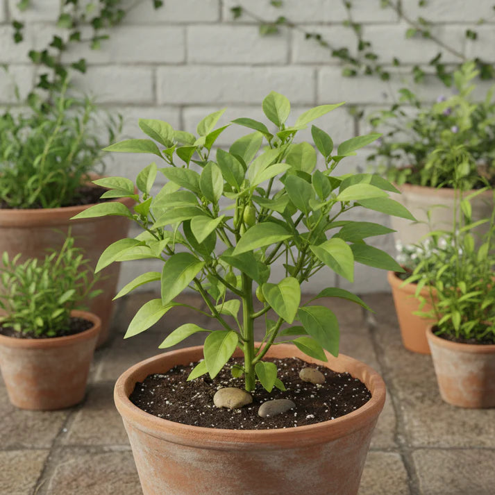 Sweet Pepper Lemon Dream Seeds for Garden Planting