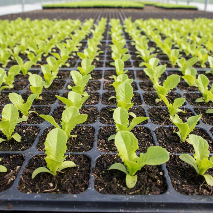 Lettuce Matrioska Split Pills Seeds for Home Gardening