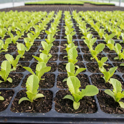 Lettuce Matrioska Split Pills Seeds for Home Gardening