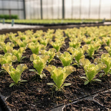 Organic Lollo Rossa Lettuce Seeds for Home Gardening