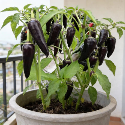 Chilli Gusto Purple Seeds for Garden Planting