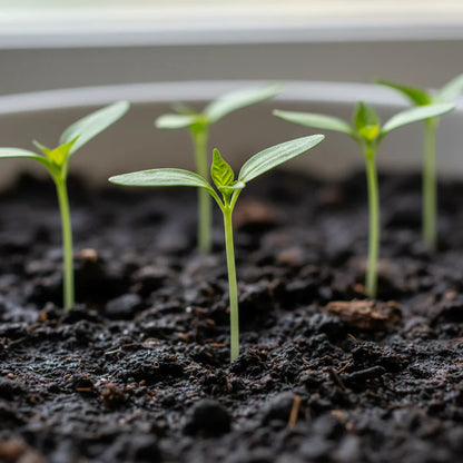 Alma Paprika Sweet Pepper Seeds for Home Garden