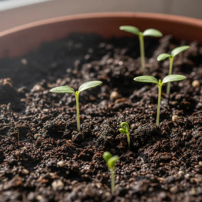 Tomato Amish Paste Seeds – Heirloom Tomato Seeds for Home Garden
