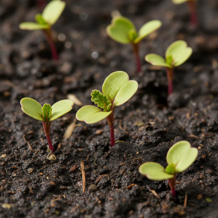 Yellow Beetroot Boldor F1 Seeds for Home Garden