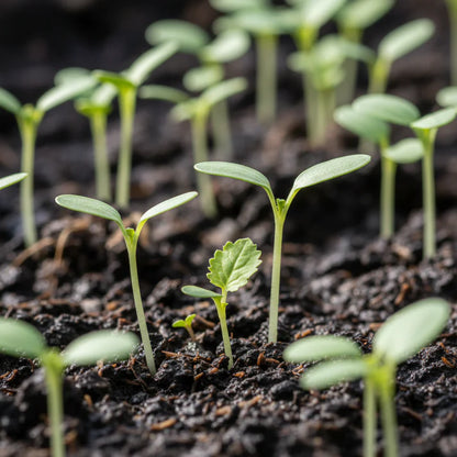 Broccoli Raab Spring Rapini Seeds