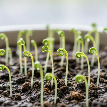 Chirimen Hakarashi Mustard Seeds