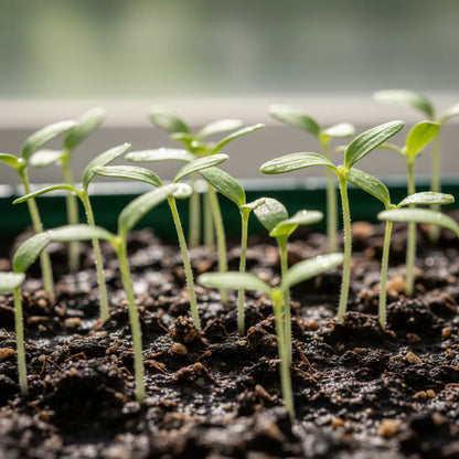 Chocolate Sprinkles Tomato Seeds – Tomato Seeds for Home Garden